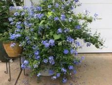 Продаются очень красивые цветы  Герани королевские/ ампельные 250 Аглаонема 300 р Абутилон 400 р  Пилея 200 р  Бегония 200 р  Сансиевирия 200 р  Пеперомия 200 р  Звонить или писать на ватсап 7752026