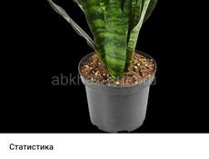 Продаются очень красивые цветы  Герани королевские/ ампельные 250 Аглаонема 300 р Абутилон 400 р  Пилея 200 р  Бегония 200 р  Сансиевирия 200 р  Пеперомия 200 р  Звонить или писать на ватсап 7752026