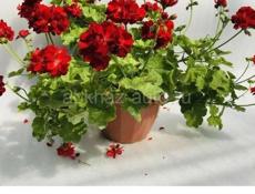 Продаются очень красивые цветы  Герани королевские/ ампельные 250 Аглаонема 300 р Абутилон 400 р  Пилея 200 р  Бегония 200 р  Сансиевирия 200 р  Пеперомия 200 р  Звонить или писать на ватсап 7752026