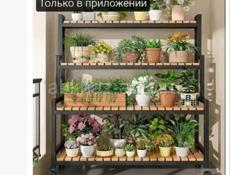 Продаются очень красивые цветы  Герани королевские/ ампельные 250 Аглаонема 300 р Абутилон 400 р  Пилея 200 р  Бегония 200 р  Сансиевирия 200 р  Пеперомия 200 р  Звонить или писать на ватсап 7752026