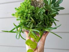 Суккуленты 