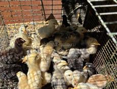 Цыплята быстро рослые мясистые несушки 