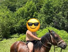 Продаю два жеребца ! 