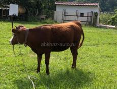 Корова полтара года 95кг цена60