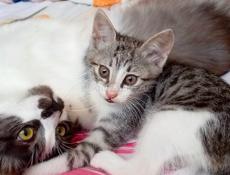 Чудесный котик