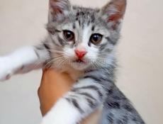 Чудесный котик