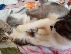 Чудесный котик