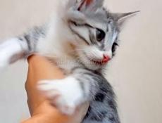 Чудесный котик