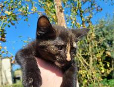 Котята в добрые ручки 