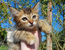Котята в добрые ручки 