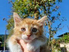 Котята в добрые ручки 