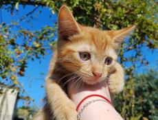 Котята в добрые ручки 