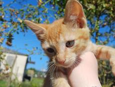 Котята в добрые ручки 