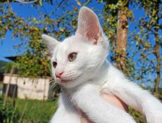 Котята в добрые ручки 