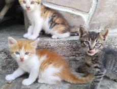 Отдам котёнка в добрые руки