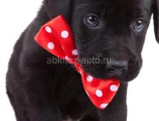 Отдам в дар , в добрые руки !!!!