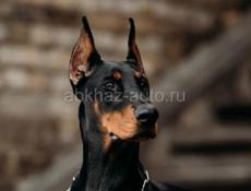 Доберманы 
