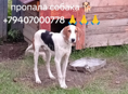 Пропала собака 