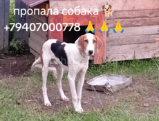 Пропала собака 