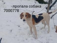 Пропала собака 
