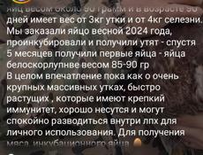 Утки 