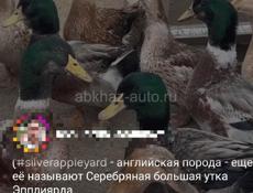 Утки 