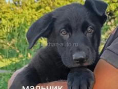 Немецкая овчарка