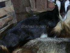 продаются коза и козлый породистые зааненской