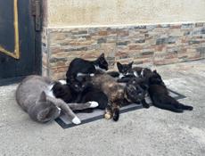 Веслоухие,великобританские котята 