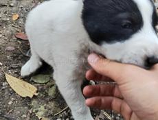 Щенок алабая девочка 