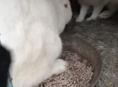 🐇 кролик 