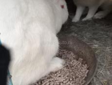🐇 кролик 