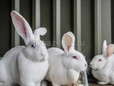 🐇 кролик 