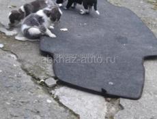 Отдамбесплатно  щенка мама Курцхар 