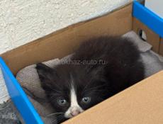 Отдам даром котика
