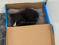 Отдам даром котика