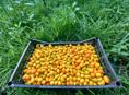 Продам КИНКАН (Кумкват)