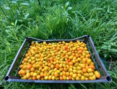 Продам КИНКАН (Кумкват)