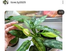 Продаются очень красивые цветы  Герани королевские /ампельные  Аглаонема  Абутилон  Осенняя сирень  Гортензии Кактусы и многое другое Звонить или писать на ватсап 7752026