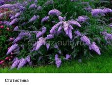 Продаются очень красивые цветы  Герани королевские /ампельные  Аглаонема  Абутилон  Осенняя сирень  Гортензии Кактусы и многое другое Звонить или писать на ватсап 7752026