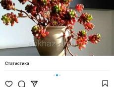 Продаются очень красивые цветы  Герани королевские /ампельные  Аглаонема  Абутилон  Осенняя сирень  Гортензии Кактусы и многое другое Звонить или писать на ватсап 7752026