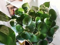 Продаются очень красивые цветы  Герани королевские /ампельные  Аглаонема  Абутилон  Осенняя сирень  Гортензии Кактусы и многое другое Звонить или писать на ватсап 7752026