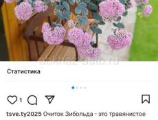 Продаются очень красивые цветы  Герани королевские /ампельные  Аглаонема  Абутилон  Осенняя сирень  Гортензии Кактусы и многое другое Звонить или писать на ватсап 7752026