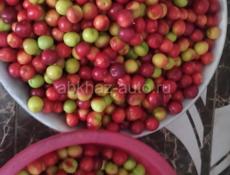 Продаю алычу за 70 рублей килограм