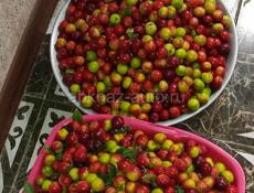 Продаю алычу за 70 рублей килограм