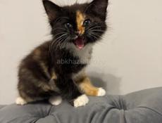 Отдам кошку 