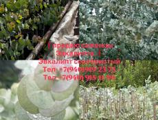 Саженцы эвкалипта те +79409192373