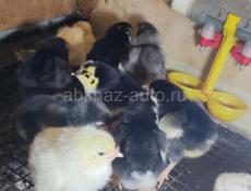 Продам цеплят