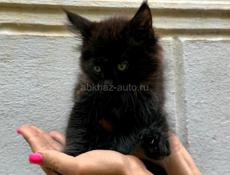 Котята Мейн кун