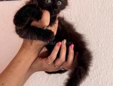 Котята Мейн кун
